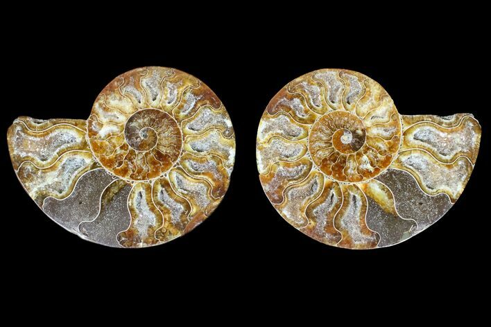 Agate Replaced Ammonite Fossil - Madagascar #166755
